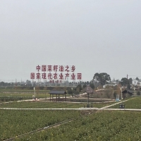 湖北省荆门市沙洋县张池村智慧农业项目施工现场